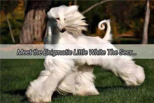 Meet the Enigmatic Little White The Secret to Raising Mans Best Friend Exposed